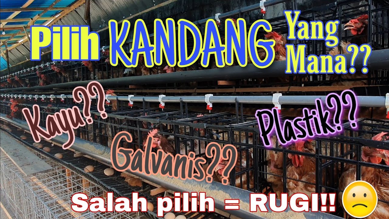 KANDANG AYAM BATERAI KAYU VS BESI GALVANIS VS PLASTIK