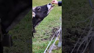 Бык чуть не съел меня!!! 🐮🐮🐮