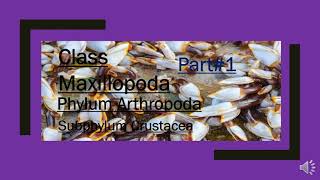Class Maxillopoda Part#1|Subphylum Crustacea | phylum Arthropoda