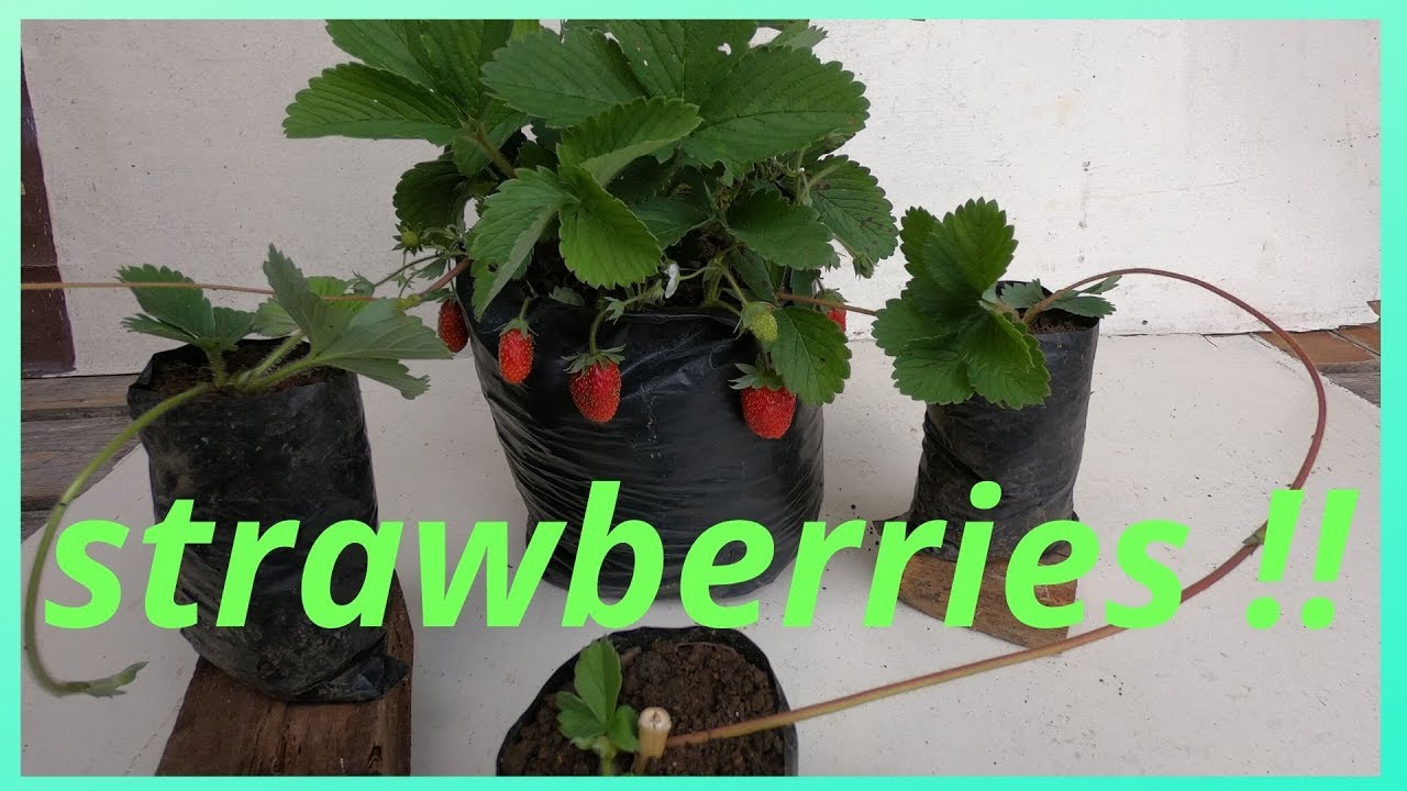 HOW TO GROW STRAWBERRIES FROM RUNNERS HOME GARDEN SOLUTIONS YouTube