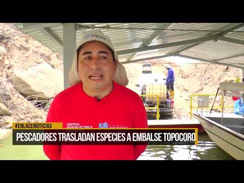 Traslado de peces a embalse topocoro