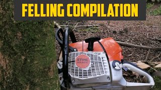 Tree Felling Compilation #chainsawman