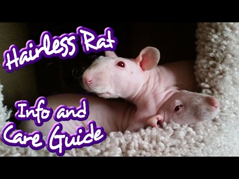 Video: Het fokken van gezonde haarloze ratten