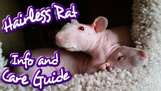 All Things HAIRLESS Rats (Nakie info & care) by The Rat Guru 67,662 views 7 years ago 11 minutes, 10 seconds