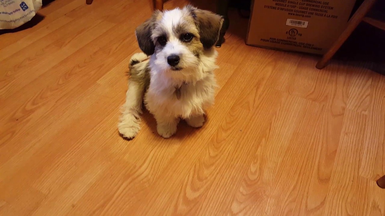 Diet Doggie Treats Green Beans! YouTube