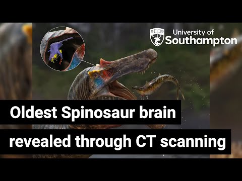 Oldest Spinosaur brains revealed through CT scanning | University of Southampton