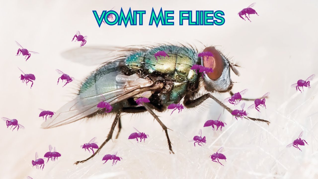 flies