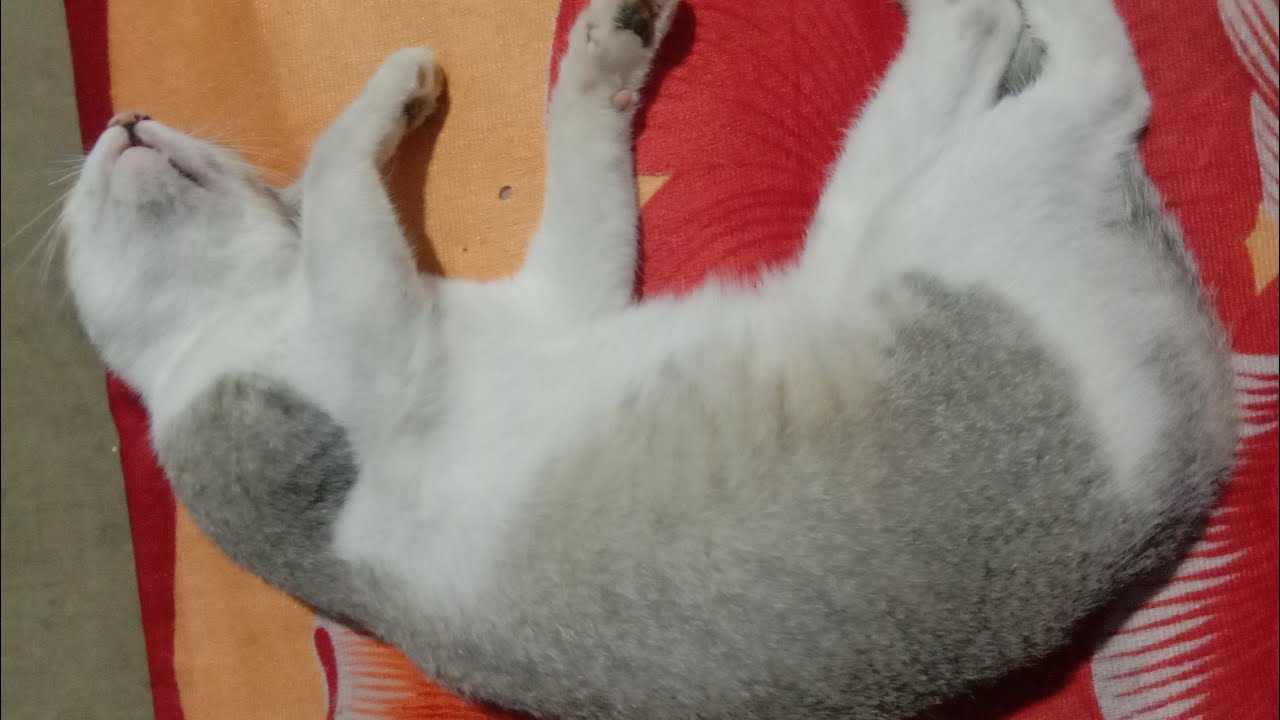 Funny Cat | Funny Pet Videos | Cute and Funny Cat Videos | Baby Cat.