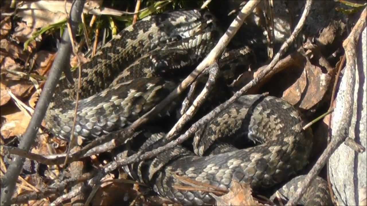 arctic ocean First snake of 2013: Vipera berus