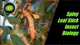 Spiny Leaf Stick Insect Biology
