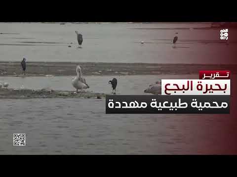 بحيرة البجع في عدن: تدهور بيئي يهدد محمية نادرة