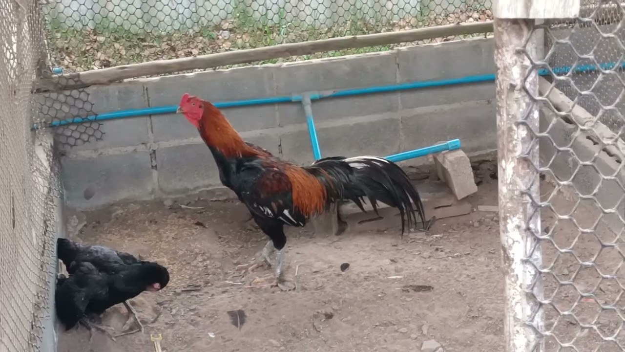 ประวัติพ่อจรวด 