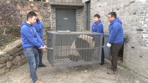 Giant Pandas’ Finland Voyage Begins from China’s Sichuan