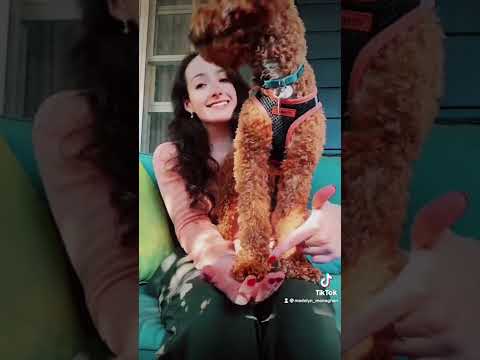 Singing an Irish Lullaby to My Puppy🐶🍁☘️🎶