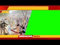 news frame green screen || breaking news || No Copyright Video
