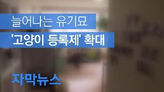 [자막뉴스] 늘어나는 유기묘, ‘고양이 등록제’ 확대 / KBS뉴스(News) screenshot 5