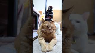 山崎製パン 炭焼珈琲ブラック無糖 260314 #のせ猫  #cat  #cute  #kitty  #ねこ  #猫のいる暮らし  #kitten  #ネコ  #cutecat #コーヒー