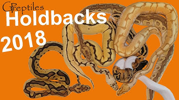 Ball Python Holdbacks of 2018!