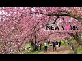 [4K]🇺🇸NYC 2021 Spring Walk /Central Park in full Bloom. Bridle Path to Shakespeare Garden/Apr.24 🌸🌹🌼