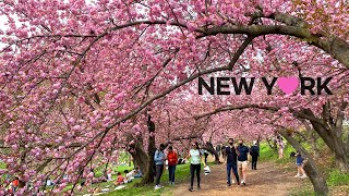 [4K]NYC 2021 Spring Walk /Central Park in full Bloom. Bridle Path to Shakespeare Garden/Apr.24