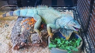 Hangry Iguana