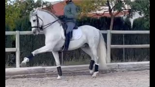 INVADO 2013, PREAndalusian stallion , high school trained , May 2024 video