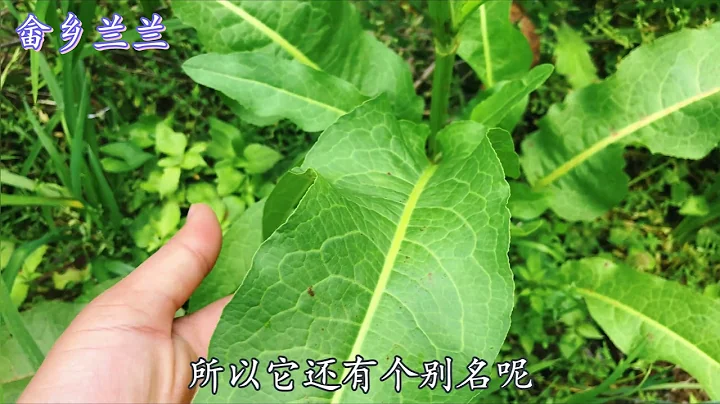 农村常见山羊蹄，都有啥用途知道吗？古时候人们旅途中口渴就找它 - 天天要闻