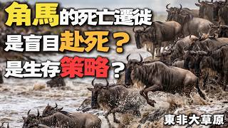 非洲角馬：每年大遷徙途中約有25萬頭角馬死亡，佔參與遷徙族群的近1/6，為什麼一定要遷徙呢？｜動物科普