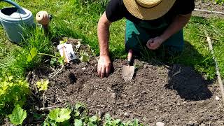 Culture sur paillage :Semis en poquet de haricot verts (Talisman) attendre que le sol soit chaud !