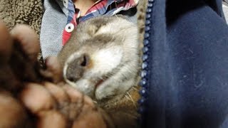 Aty is talking something while sleeping [Otter life Day 175] アティが寝ながら何かをしゃべっています