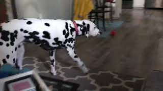 Why Dalmatians Need Exercise