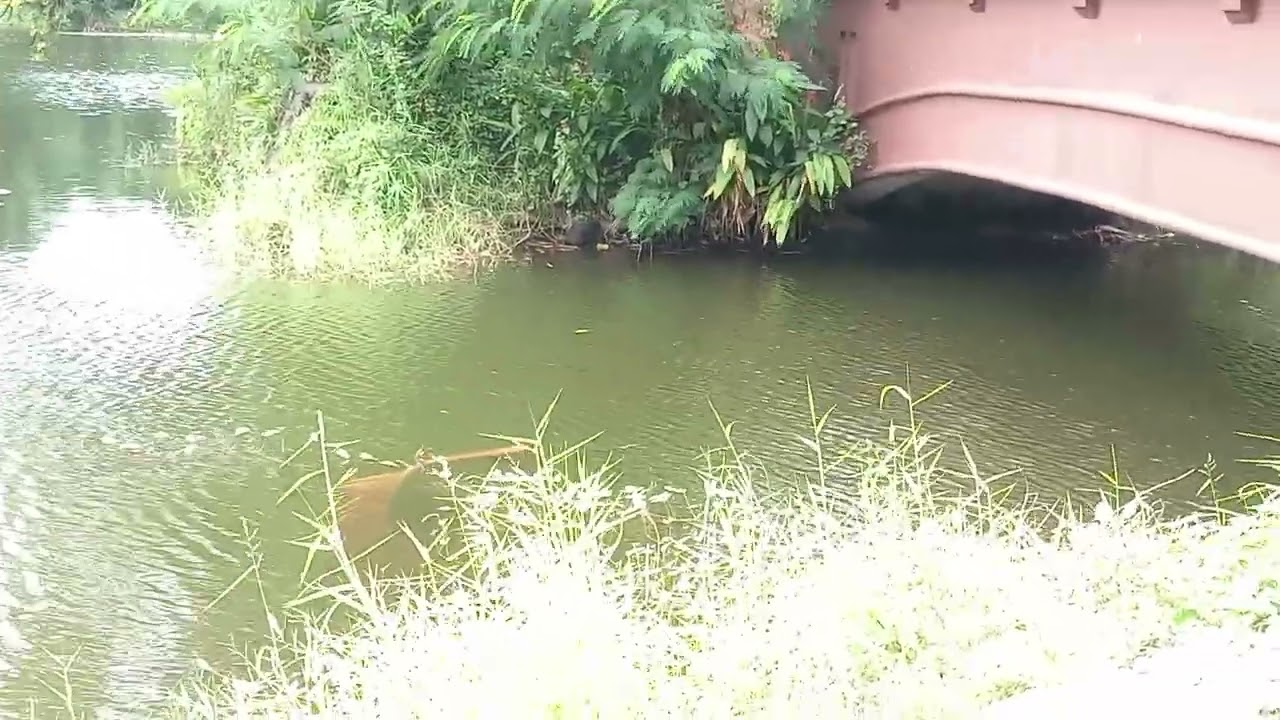 Ninoy Aquino, (People's Park) & Wild Life - Part 3