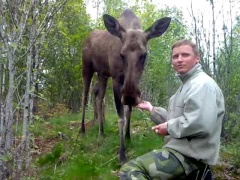 Video: Hur Man Matar En älg