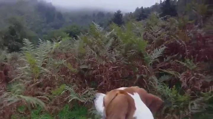 Divine sur perdrix en montagne