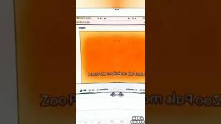 Zoopals Mirror G Major Ligal