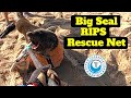 Big Seal RIPS Rescue Net