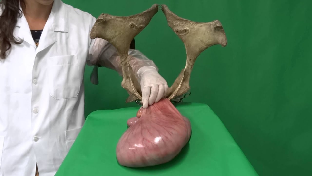 120 dias de gestação