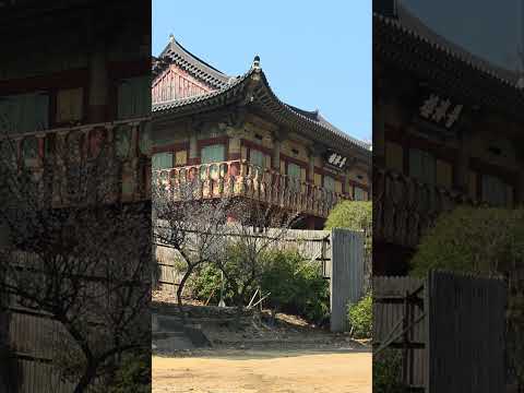 범어사 #beomeosa temple #spring #koreatravel