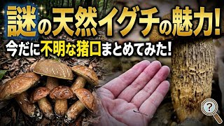 不明種、新種の多いきのこイグチ2026年7月18日 - YouTube