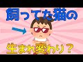 【2ch面白いスレ】うちの娘、飼ってた猫の生まれ変わりだと思う【ゆっくり解説】