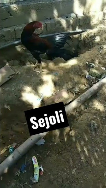 NUNGGUIN ya...
