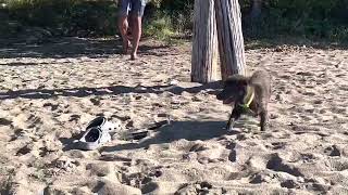 The best black sand beach in St. Vincent & the Grenadines. Questelles Beach!!