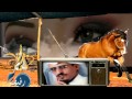 شيله المحميه اداء وكلمات الشاعر مسعود المقاطي