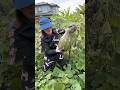 Bí rợ chồng Nhật trồng siêu to khổng lồ Nhật Bản #rausach #organic #cuocsonglangque #nhacam #langque