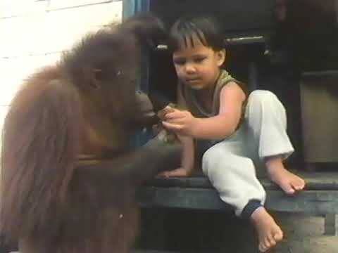 NOVA: Orangutans of the Rainforest still