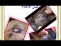 الخزام وعلاج السحابة البيضاء فى عين الأغنام والماعز