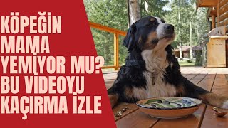 Köpeğin Mama Yemiyor mu? Bu Videoyu Kaçırma