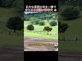 ❤️85万❤️広大な草原の羊を一瞬でまとめる伝説の牧羊犬 😲