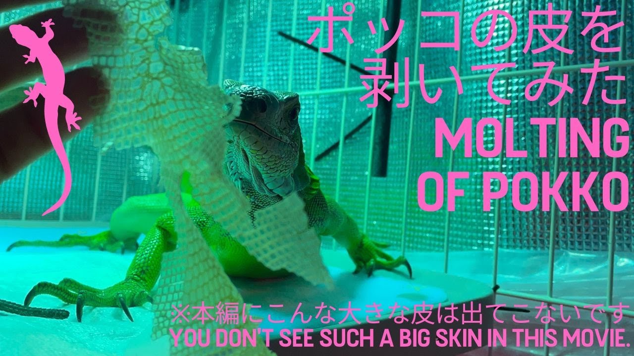 【グリーンイグアナ】脱皮中のポッコの皮を剥いてみた~ [Green iguana] I peeled the skin of a molting pokko.~