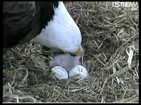Baby Eagle Feeding 4/2/11 @ 8:11 PM EDT